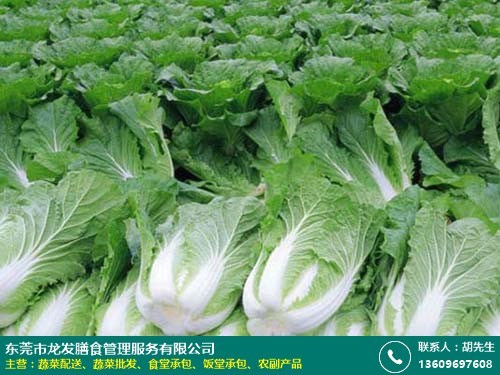 龍發(fā)膳食 專業(yè)綠色蔬菜批發(fā)，為商場、酒樓及工廠食堂提供長期新鮮配送服務(wù)