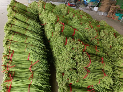 山東蘭陵青條豆角批發行情分析 1.50元/斤的新鮮蔬菜市場潛力