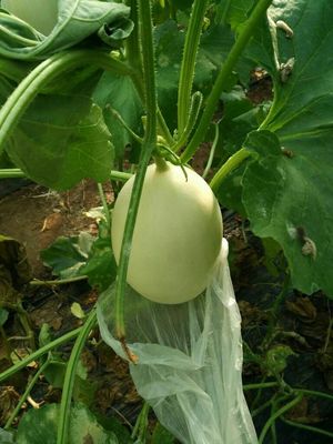 壽光田馬果菜市場 常年代收優質瓜果蔬菜，新鮮直供批發